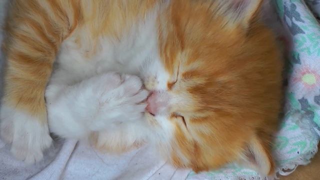 How Does A Kitten Purr? / Nice Kitten / Cat Purrs - Как мурлычет котенок? Кот урчит!!!