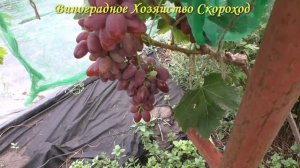 Виноград 2022. Борисфен