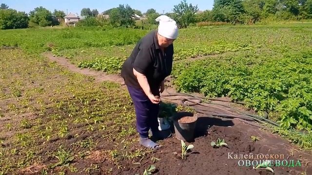 Поздняя капуста смотреть онлайн