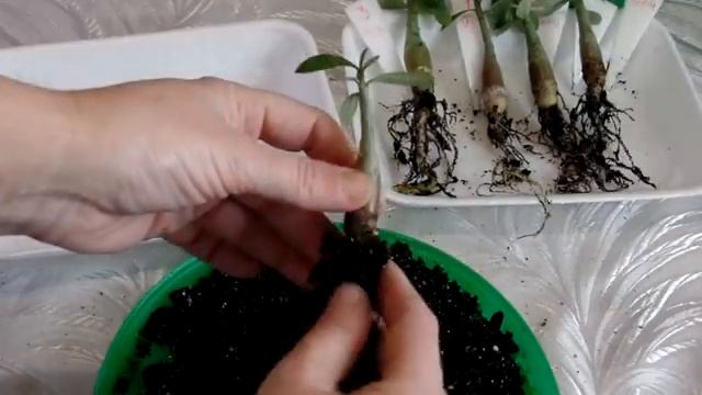 Пересадка сеянцев адениума .ЧастьV смотреть онлайн