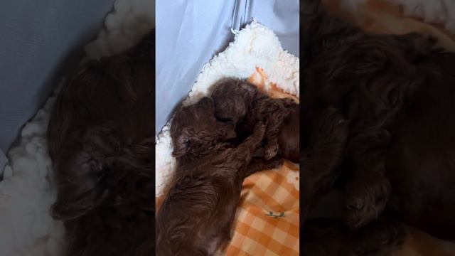 Тикап Тэдди пудель , чайный пудель , Teacup Teddy Poodle House - наши малыши подрастают