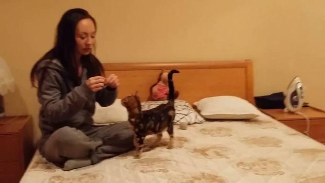 Бенгал выполняет команды