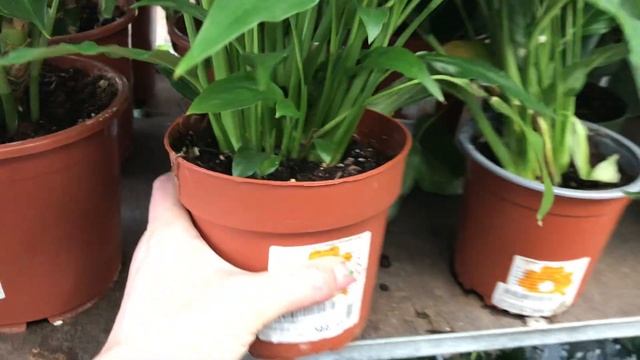 Уценённые Цветочки в Оби.Много Суккулентов. смотреть онлайн