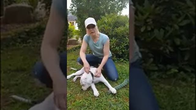 Староанглийский бульдог дрессировка и воспитание. смотреть онлайн