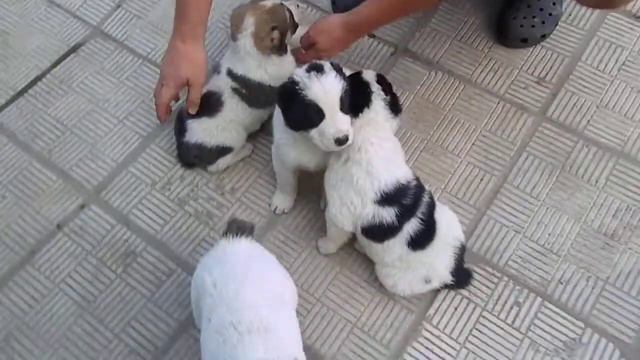 Алабаи мальчики .Возраст 1 месяц и 1 неделя. смотреть онлайн