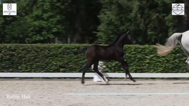 PF’s Rubin HaS * 2023 Holsteiner Filly .. Cornet Obolensky x Plot Blue x Vigo d’ Arsouilles. смотреть онлайн