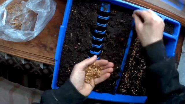 Берёза из семян #1: посев смотреть онлайн