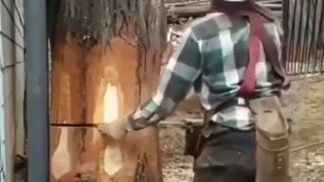 Красиво упало дерево смотреть онлайн