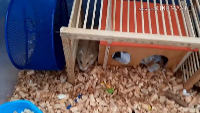 Мои животные😻/🐹Почему хомяк чешется?Карантин!Mery Pets.