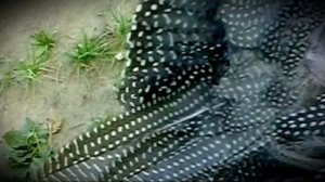 Как по правилам подрезать крылья цесаркам