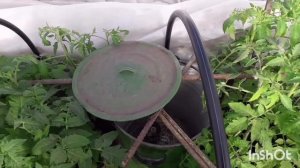 19 апреля. Температура ночью -14. Мой любимый способ обогрева теплицы в заморозки.