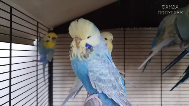 "Я чудо в перьях!" ? Учим попугая говорить. Урок № 58 смотреть онлайн