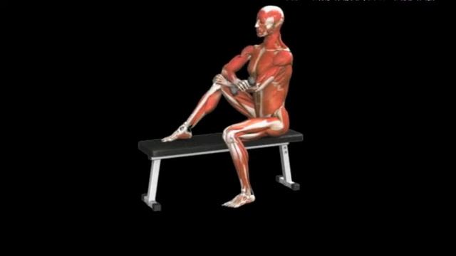 Наружная ротация плеча с гантелью сидя External rotation Seated Dumbbell смотреть онлайн