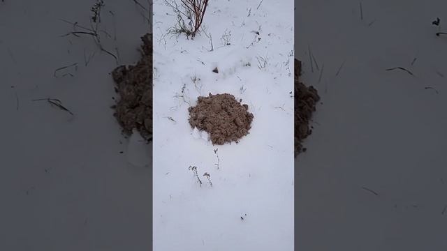 На дворе ЗИМА а кроты делают своë дело. смотреть онлайн