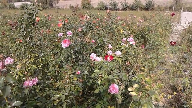 Плетистые розы, сорт Пиппин, питомник роз Полины Козловой смотреть онлайн