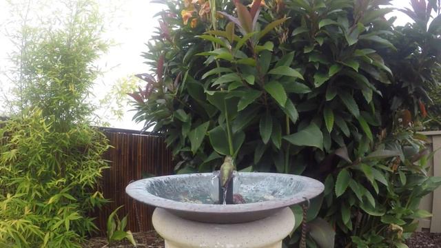 The Finch & The Hummingbird Find the Fountain 6.4.2017 смотреть онлайн