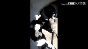 Мазда и не только,как открутить шкив коленвала!!? лайфхак