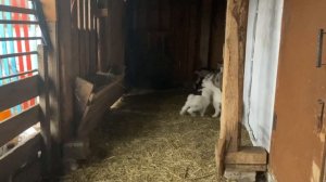 В гостях у канала Веселое подворье /козочки на новом месте