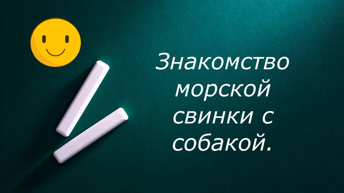 Знакомство морской свинки с собакой