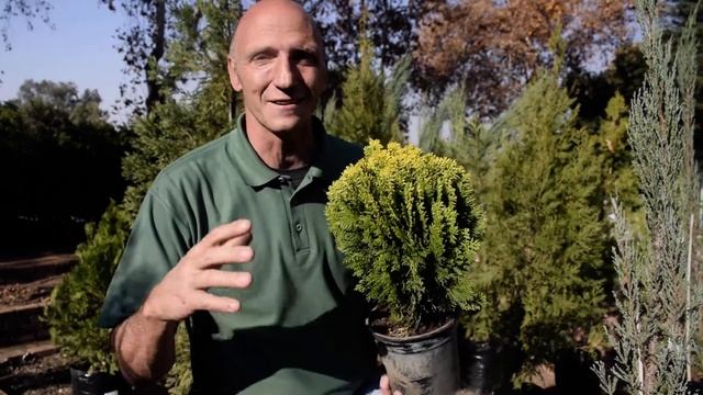 Plant of the Week is the Platycladus orientalis 'Aurea Nana Compacta' смотреть онлайн