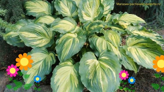 Хоста гибридная Лэйксайд Пейсли принт. Краткий обзор, описание Hosta Hybrida Lakeside Paisley Print