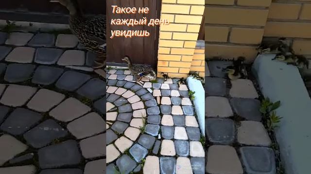 Утки #утка #утки #животные смотреть онлайн