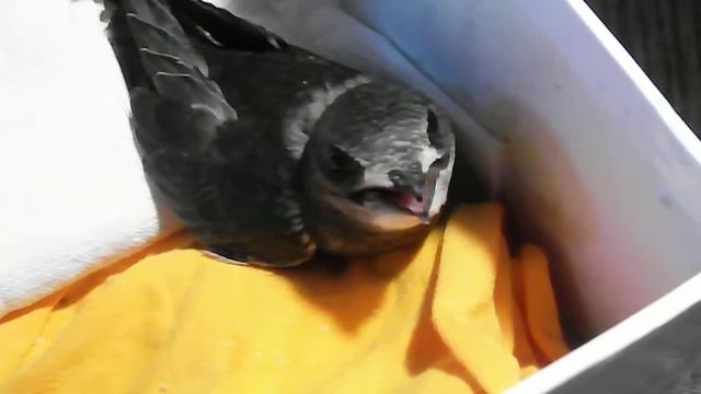 Кормим стрижа муравьиными яйками. смотреть онлайн