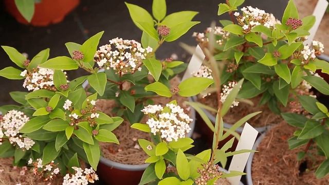 Калина лавролистная Єва Прайс / Viburnum Eve Price Арт.2387 смотреть онлайн