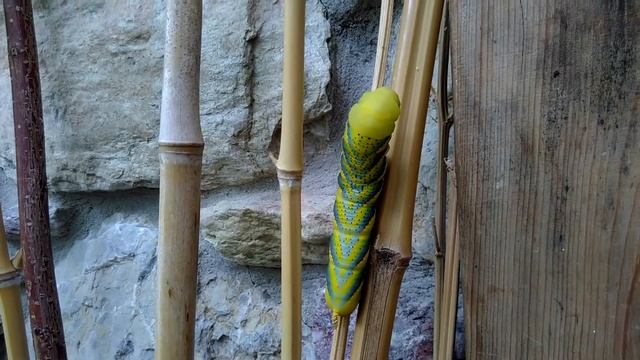 Beautiful Giant Yellow Caterpillar, Acherontia Atropos