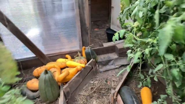 Выгул для кур несушек на зиму. Два в одном: теплица и зона для прогулок (вольер) смотреть онлайн