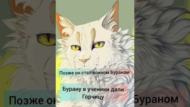 коты воители история Бурана смотреть онлайн