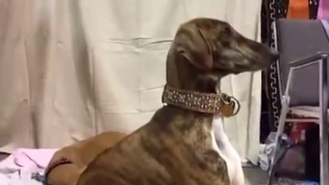 Azawakh! смотреть онлайн