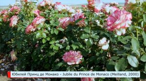 Роза Юбилей Принц де Монако (Флорибунда) - Jubile du Prince de Monaco (Meilland, 2000)