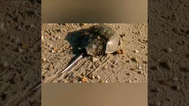 LAL Test - Bacterial Endotoxin ( Gel Clotting) In Pharmaceutical Companies شرح