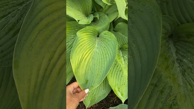 hosta empress wu. Хоста эмпресс ву . Сад хост в Бийске. смотреть онлайн