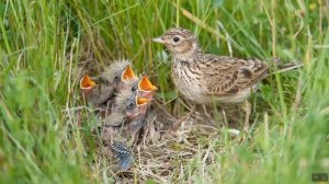 Видео занятие  для дошкольников "Прогулка по лугу"