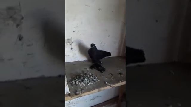 ГОЛУБИ ДЕКОРАТИВНЫЕ ЖУКИ https://youtube.com/channel/UCZIAFO0Yn1ONQNVCvKgBIUw смотреть онлайн