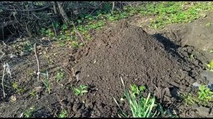 лучший способ посадки саженца лимонника китайского