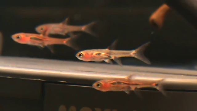 Rasbora Sp. Boraras Brigittae (mosquito rasbora) at Tyne Valley Aquatics near Newcastle смотреть онлайн