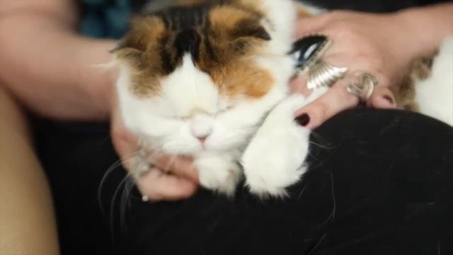 Разговор с заводчиком: ШОТЛАНДСКИЕ КОШКИ смотреть онлайн