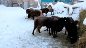 Лучшее животное для содержания Лпх!