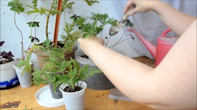 ✅? Герань душистая укоренение черенка