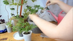 ✅? Герань душистая укоренение черенка