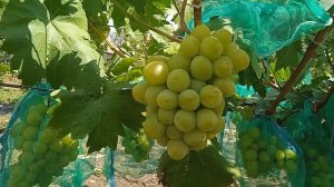 Виноград Дарья и Красава