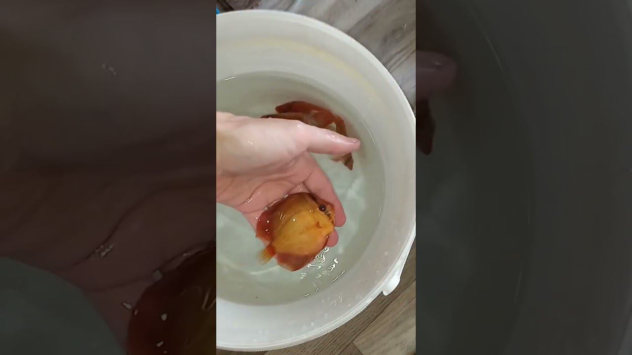 Отправка Дискусов в Москву. Красно-коричневый туркис #shorts #discus #aquarium смотреть онлайн