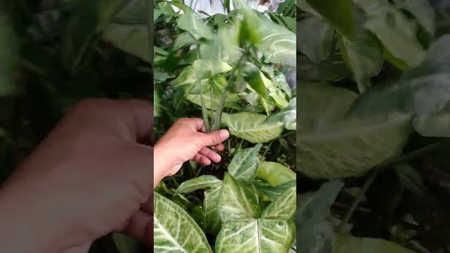 planta trepadora Syngonium...familia Araceas