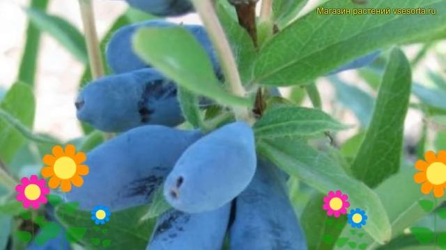 Жимолость съедобная Антошка. Краткий обзор, описание характеристик lonicera edulis Antoshka смотреть онлайн