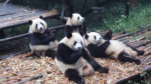 Панды в зоопарке Китая. Pandas