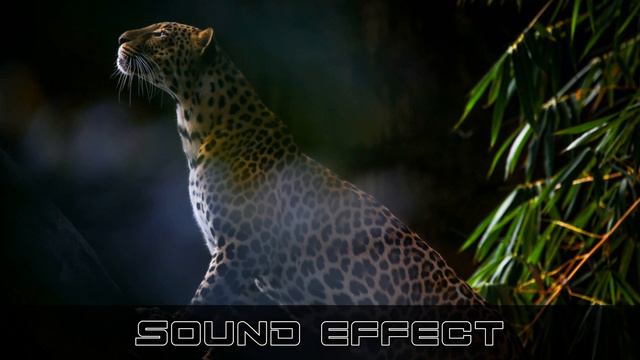 Wildlife | Frightened Ox 3 - SFX Producer | No Copyright Lion Sound Effects смотреть онлайн