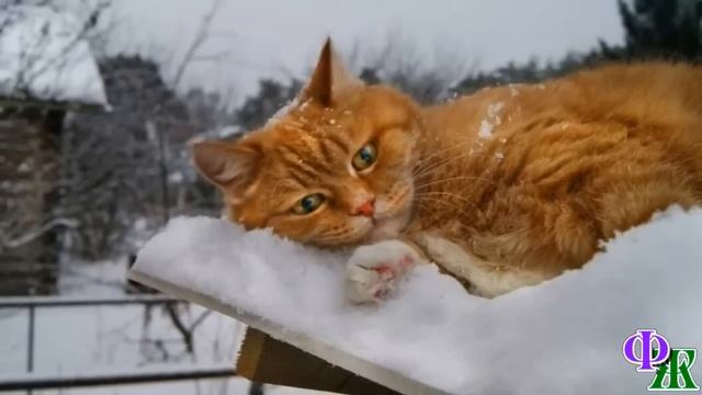 КЛУБОК 1. «Бедняга, тебя тоже ВЫГНАЛИ?» – человек взял КОТА на руки и начал СОГРЕВАТЬ его лапы… смотреть онлайн